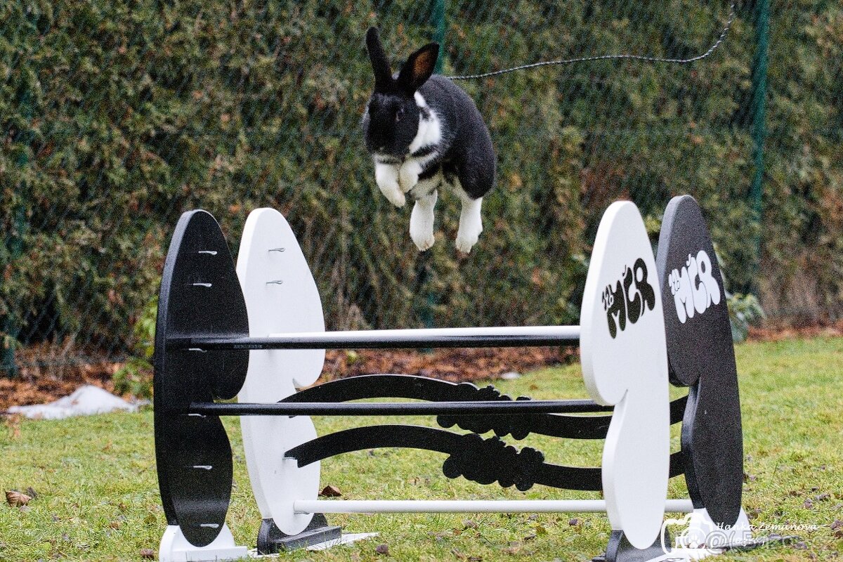 Předvedení králičího hopu - 18