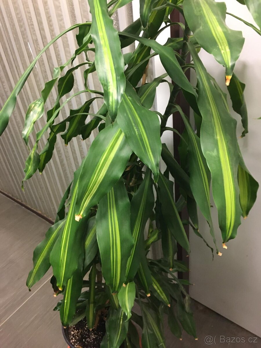 POKOJOVE KVETINY - 18