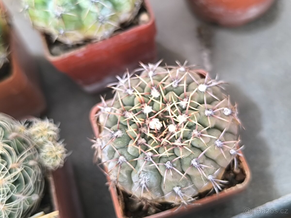 Sukulenty,kaktusy - 18