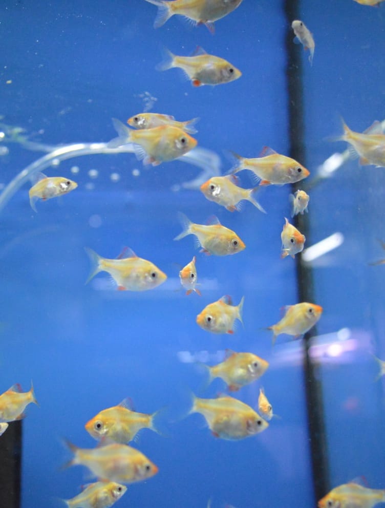 Akvarijní rybičky různé druhy - 18