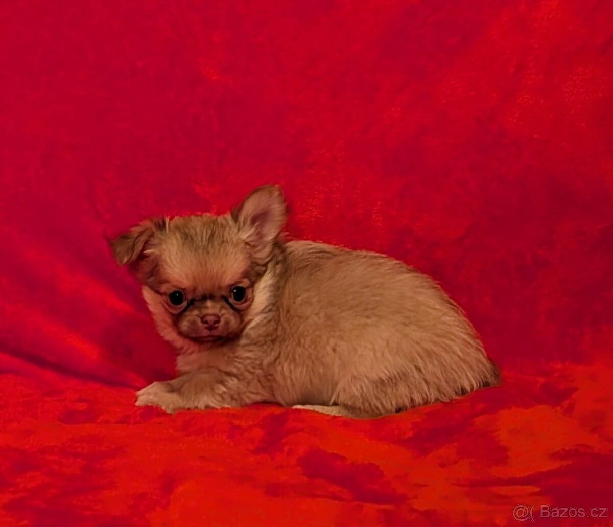 Čivava dlouhosrstá s PP- pejsci a fenky - 18