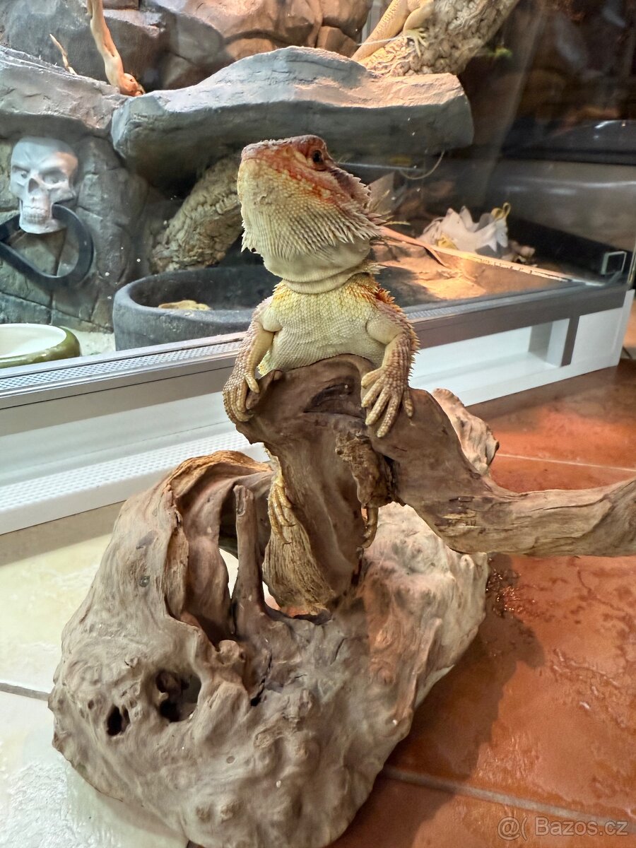 MLÁĎATA AGAMY VOUSATÉ K PRODEJI - 18