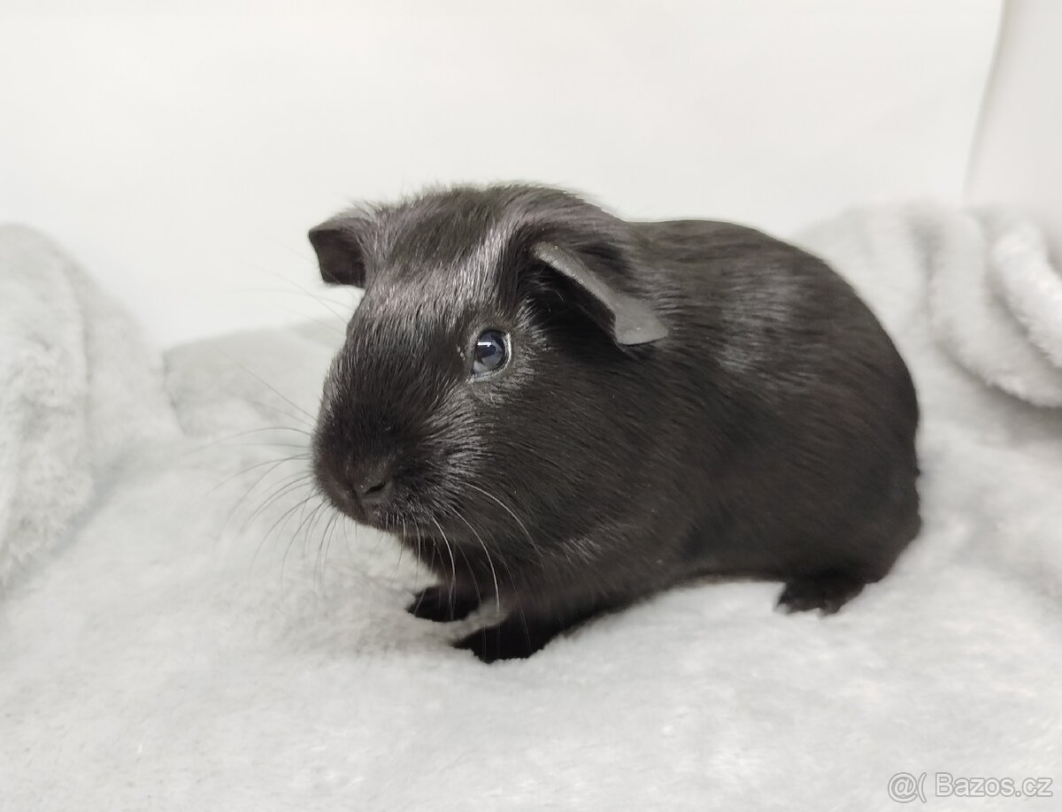 Morče, Morčata, Morčátko, Morčátka - JIN A JANG - 18