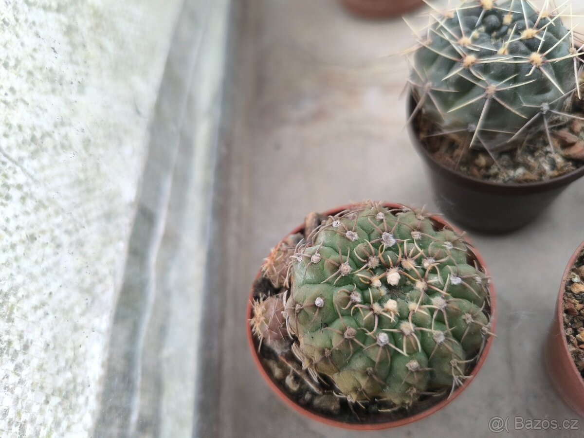 Kaktusy a sukulenty - 18