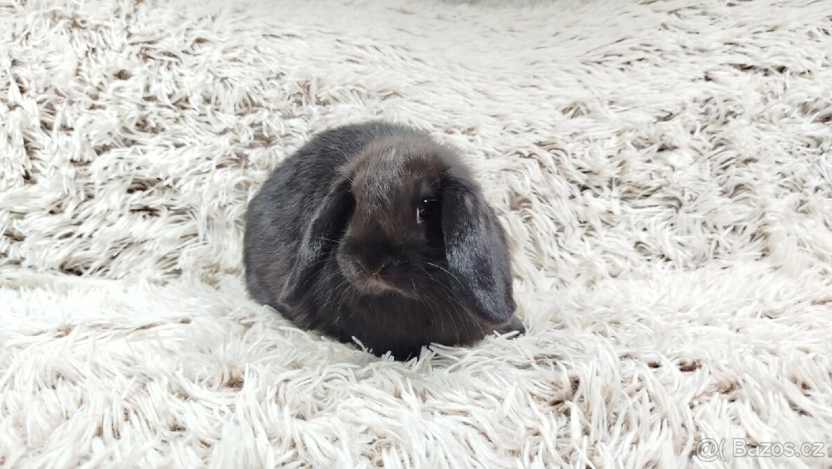 Zakrslý beránek, králíček, králík - BIBI - 18