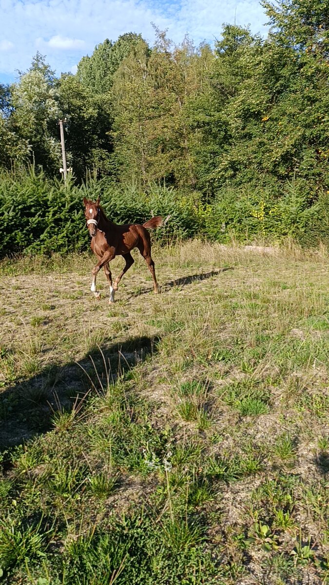 Letošní hřebeček CS - 18