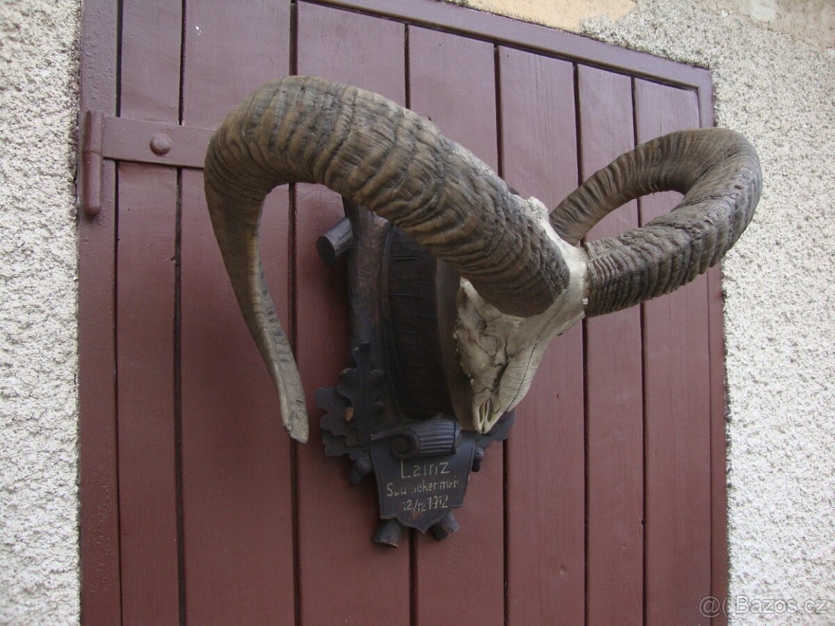 Starožitná Mufloní trofej Muflon 1912 medailové rozměry top - 18