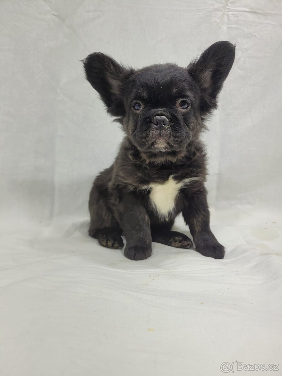 Francouzský buldoček - 18