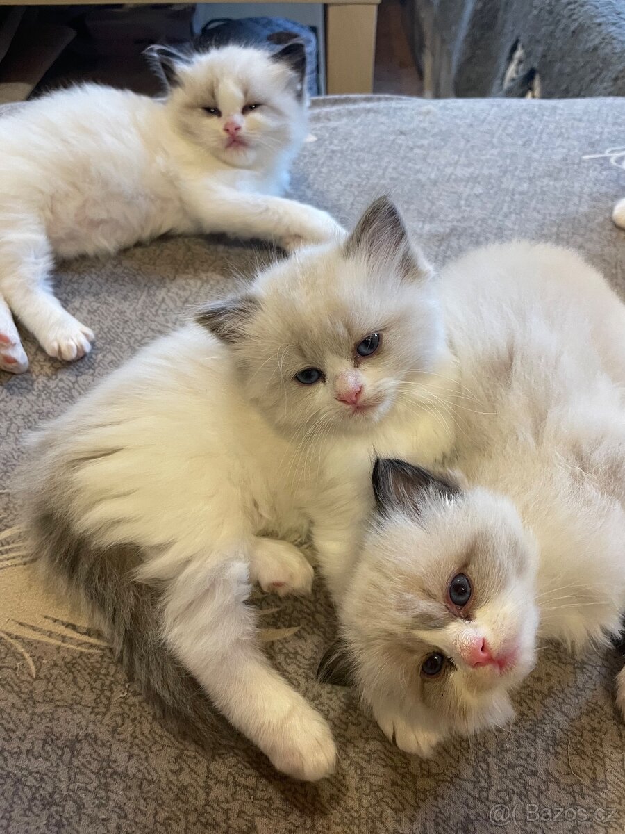 Ragdoll koťata s PP - 18
