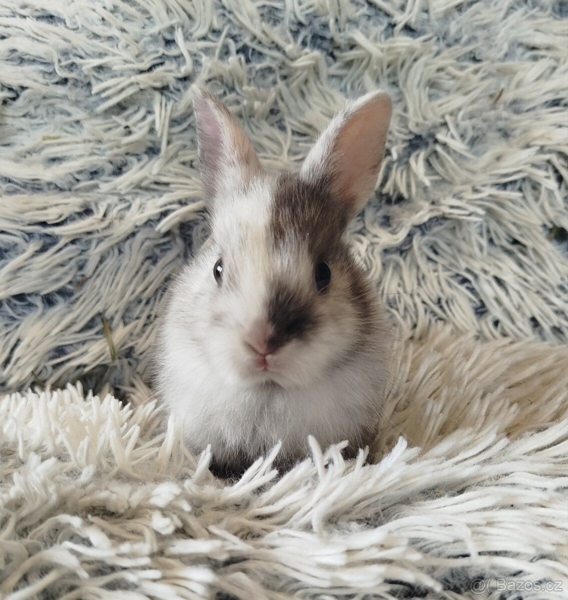 Zakrslý králík - 18