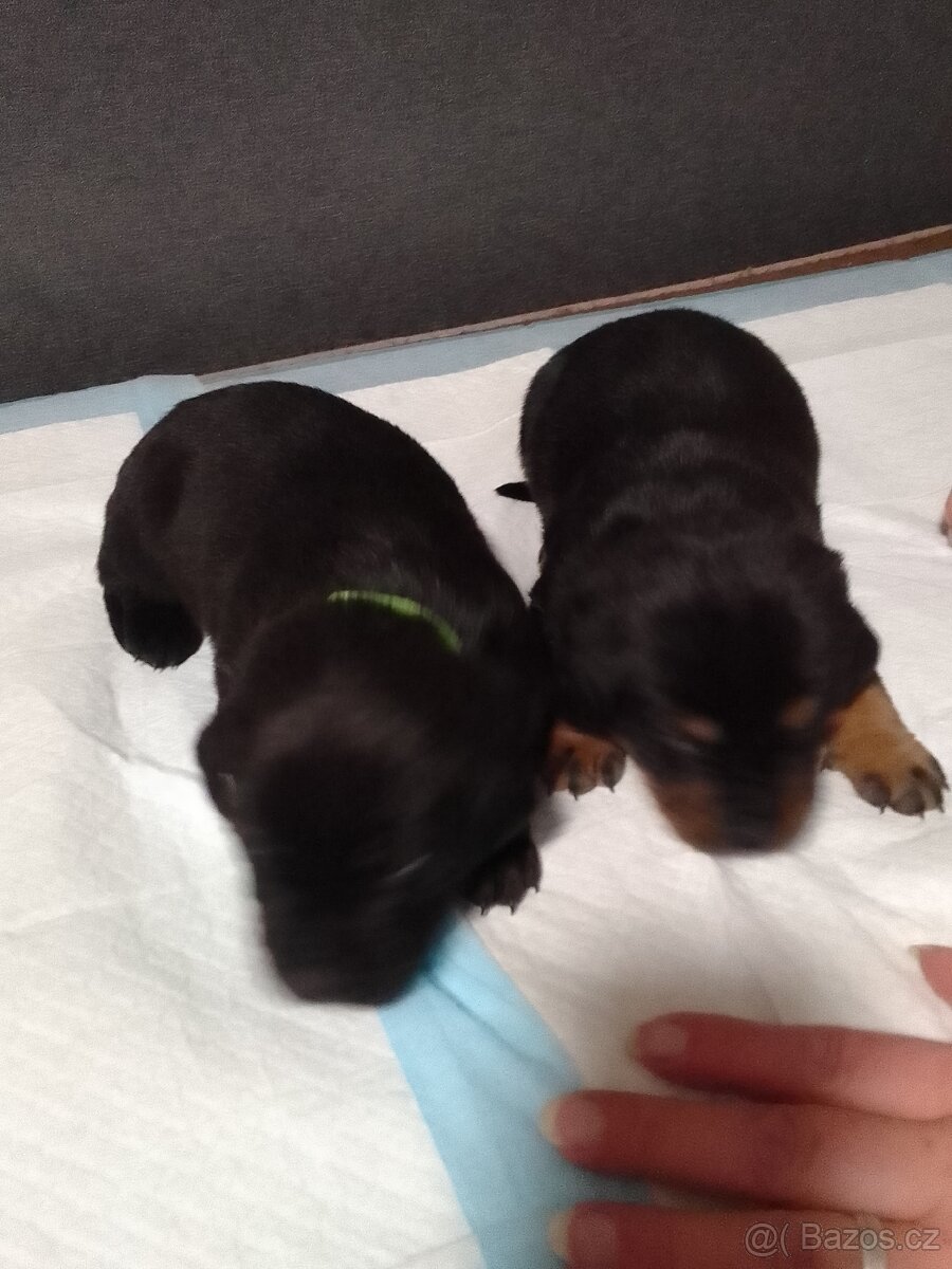 Štěňata - 18