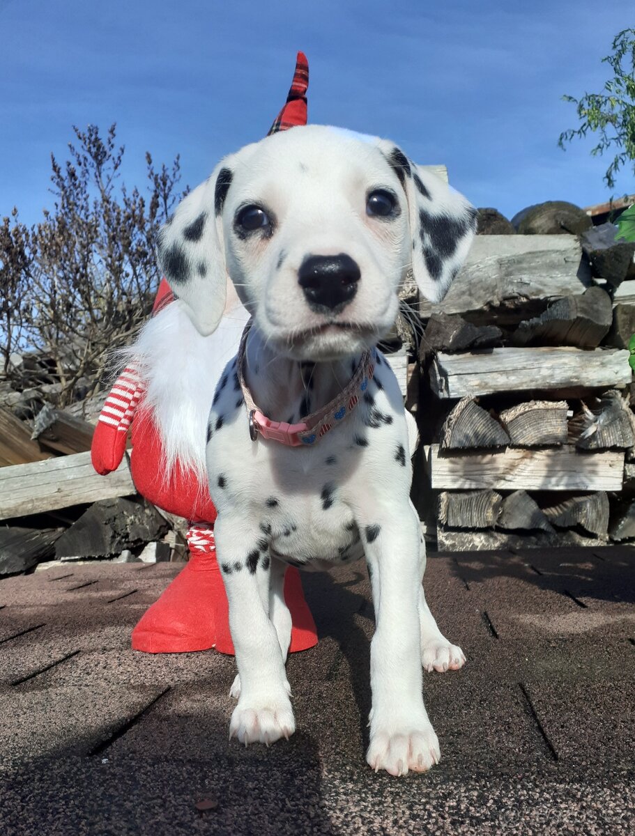 Dalmatin již k odběru - 18