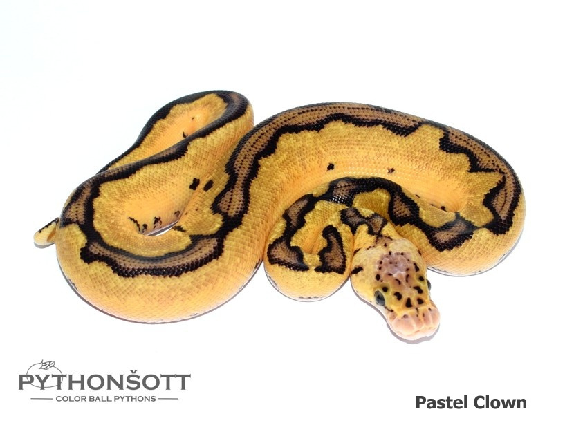 AKTUALIZOVANÁ NABÍDKA MLÁĎAT KRAJTY KRÁLOVSKÉ - 18