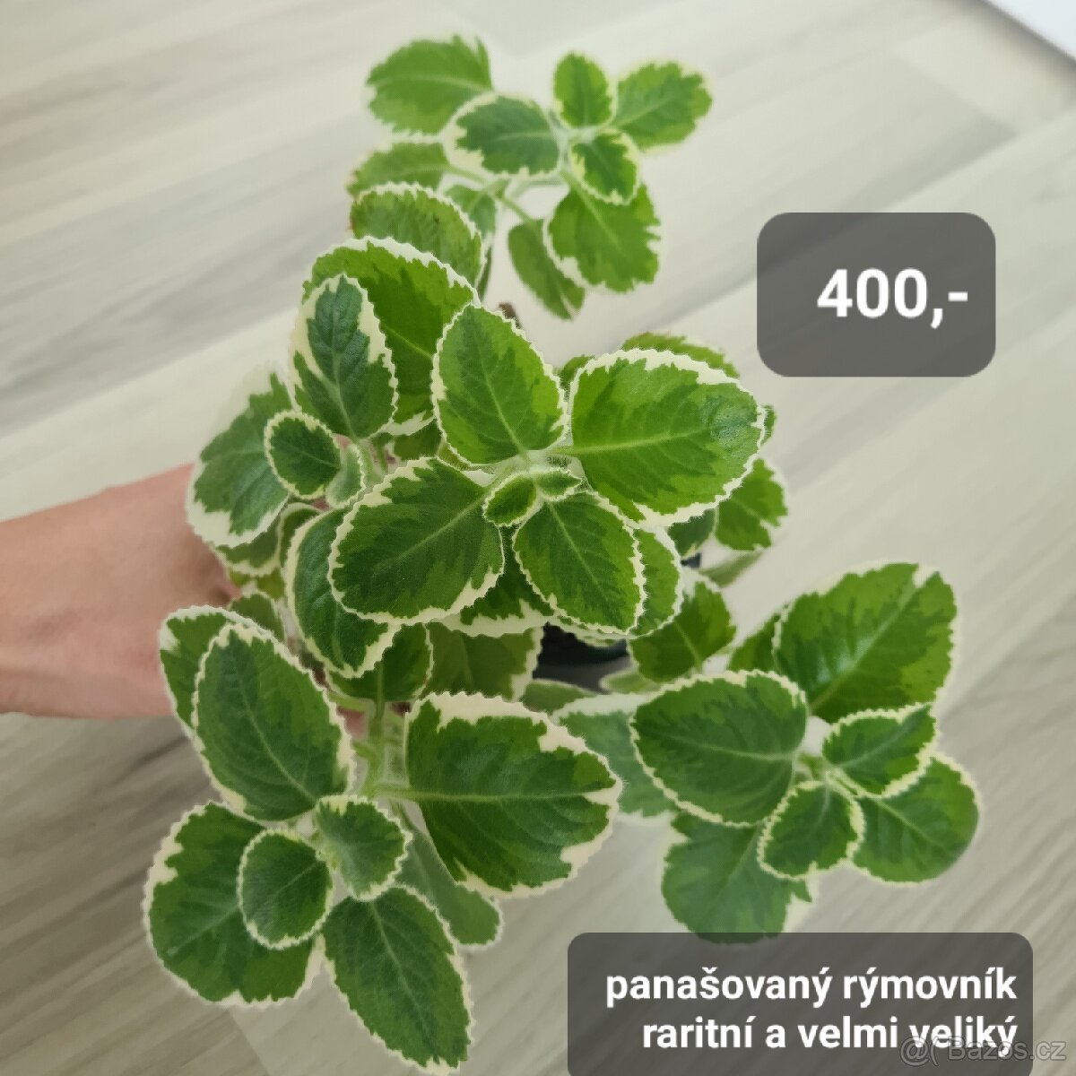 Pokojovky / pokojove rostliny - 18