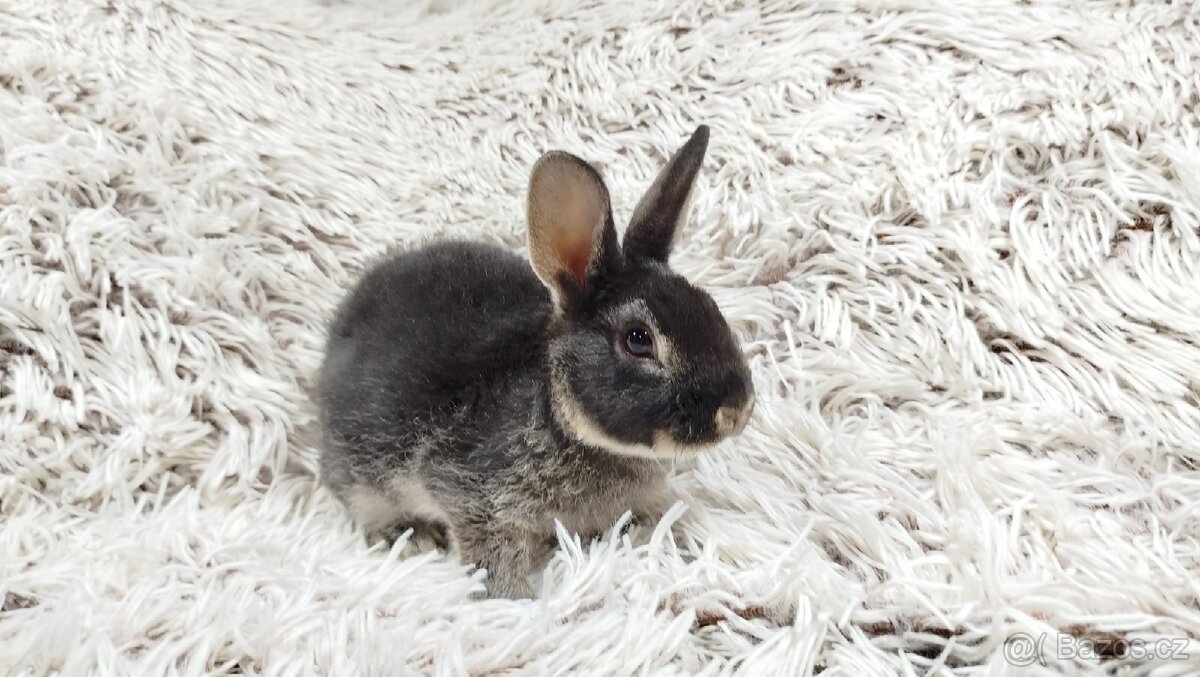 Zakrslý králík, králíček -(REX)-DAISY - 18