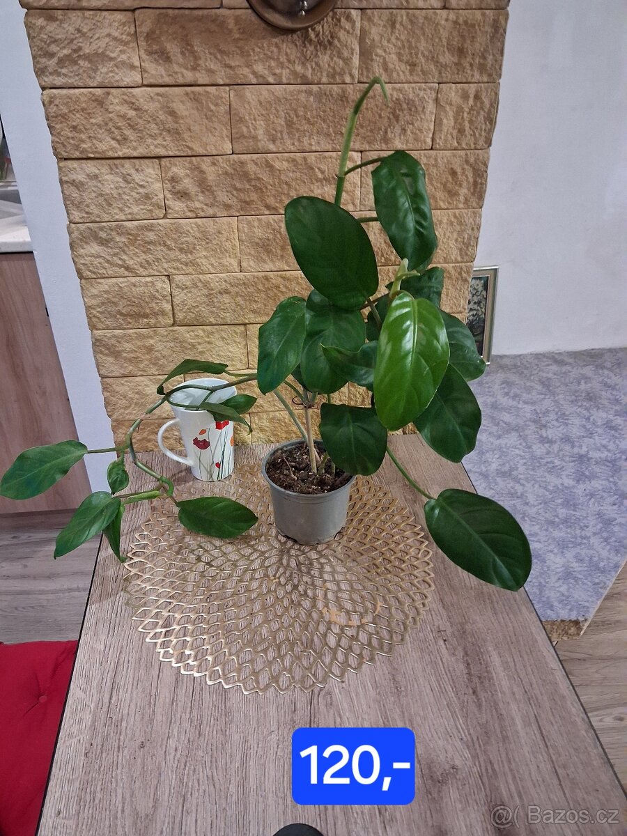 Pokojové rostliny 1 - 18