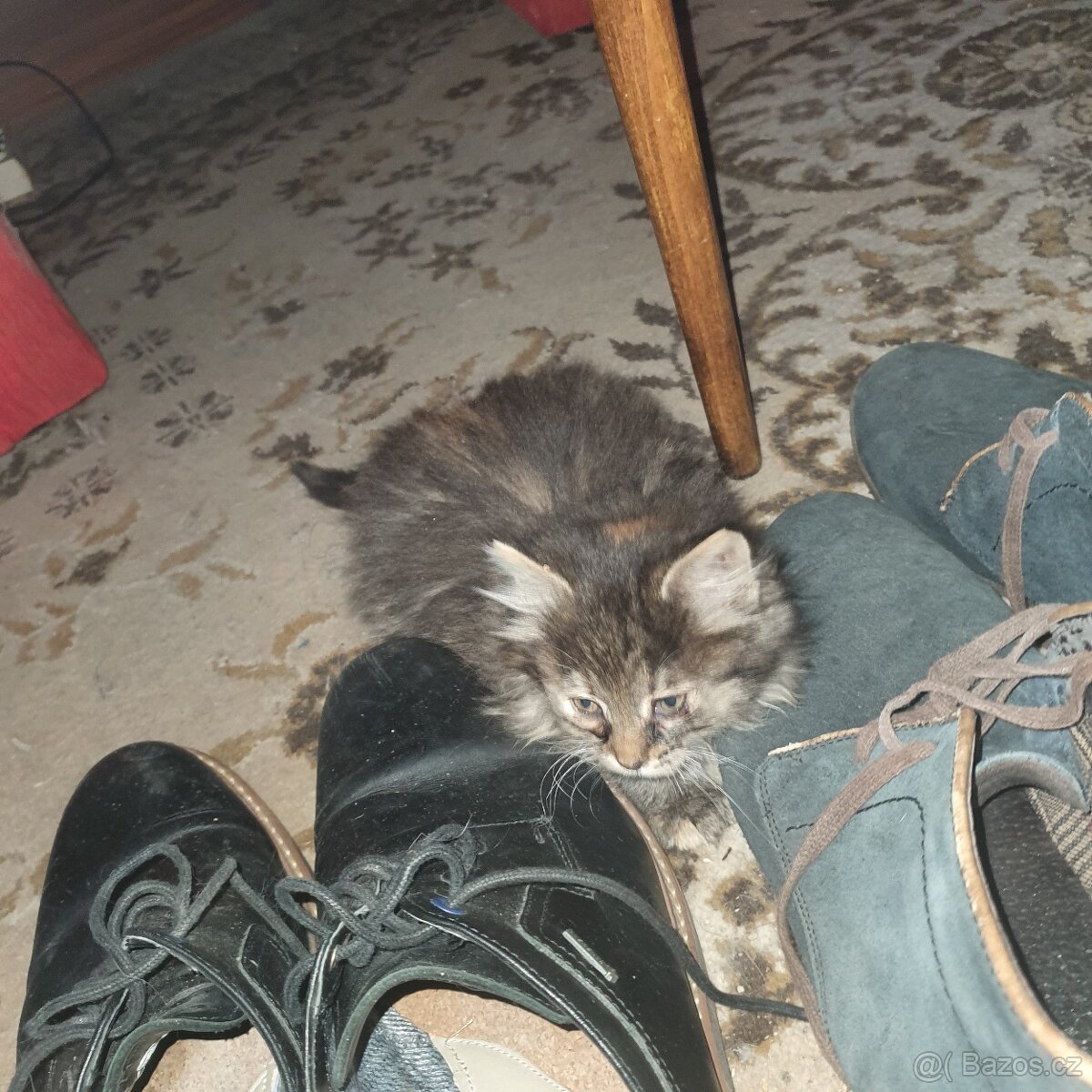 Ponukam maciatko - 18