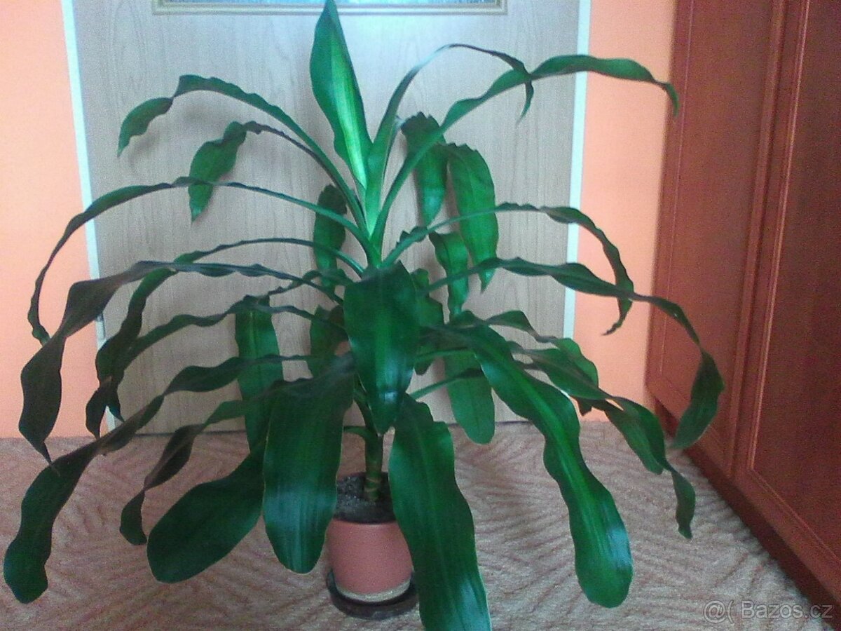 Pokojové květiny - 18