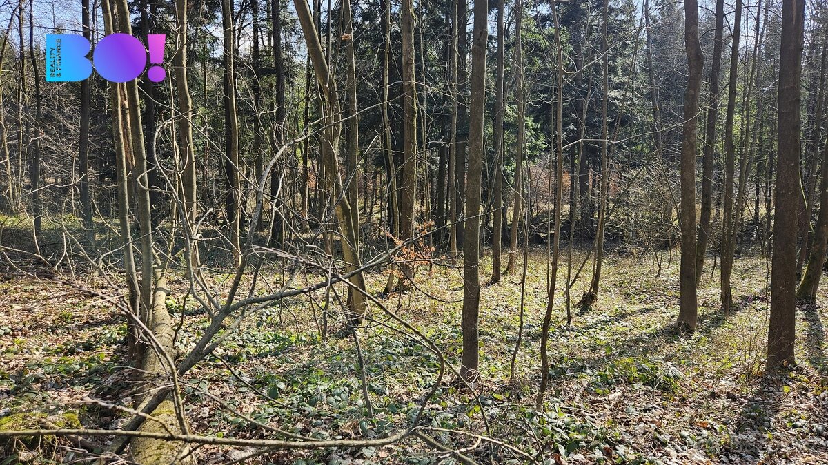 Prodej lesů, 55 558 m², Rybí - 18