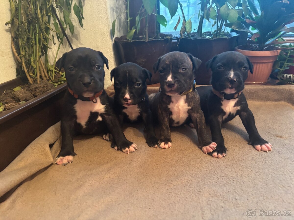 Americký stafordsirsky terier, Stafford, amstaf - 18