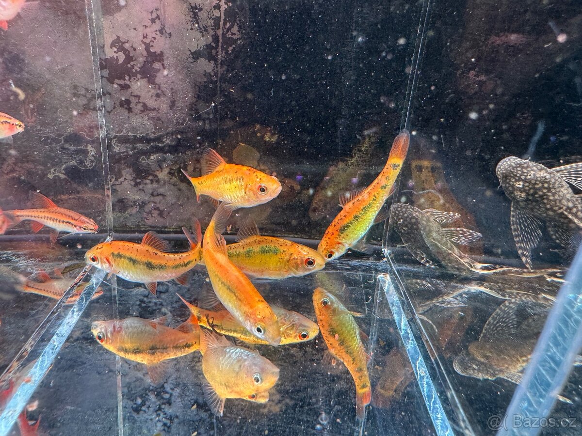 Akvarijní rybky - 18