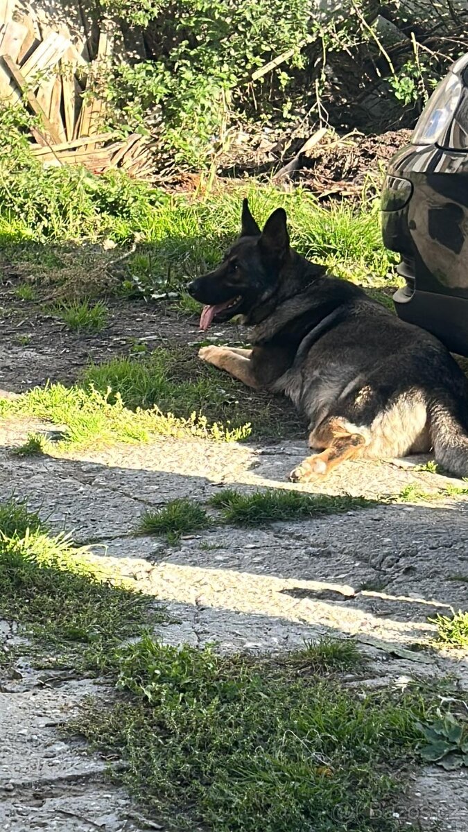 Německý ovčák - 18