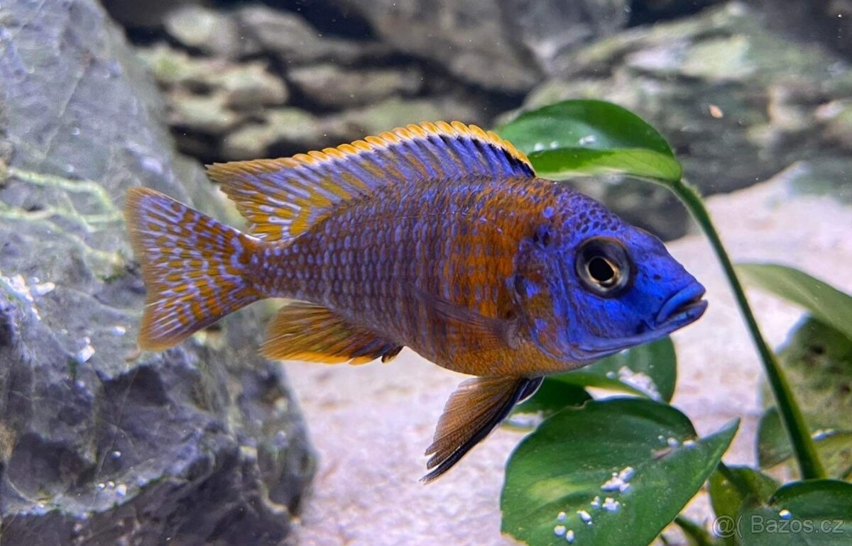 Tlamovci Malawi 43 - 18