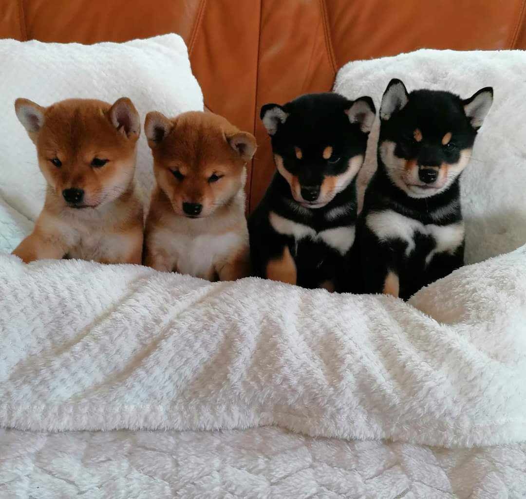 Shiba inu - 18