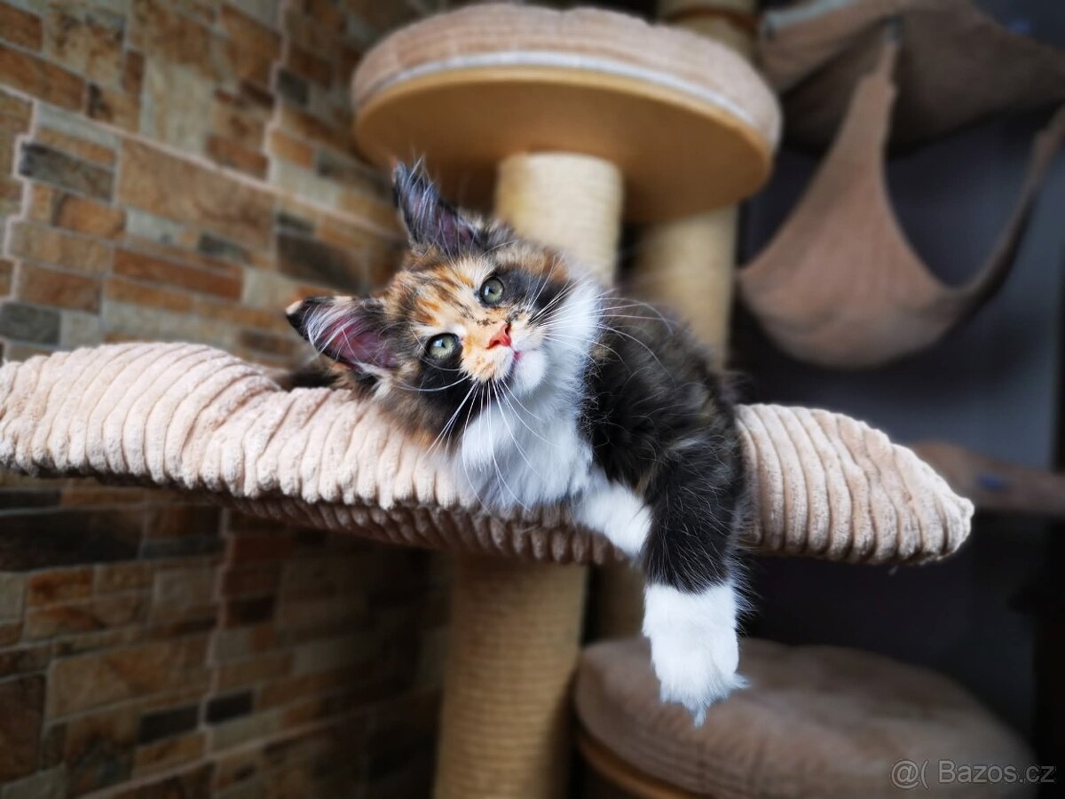 Mainská mývalí kočka s průkazem původu - kočička Nikkie - 18