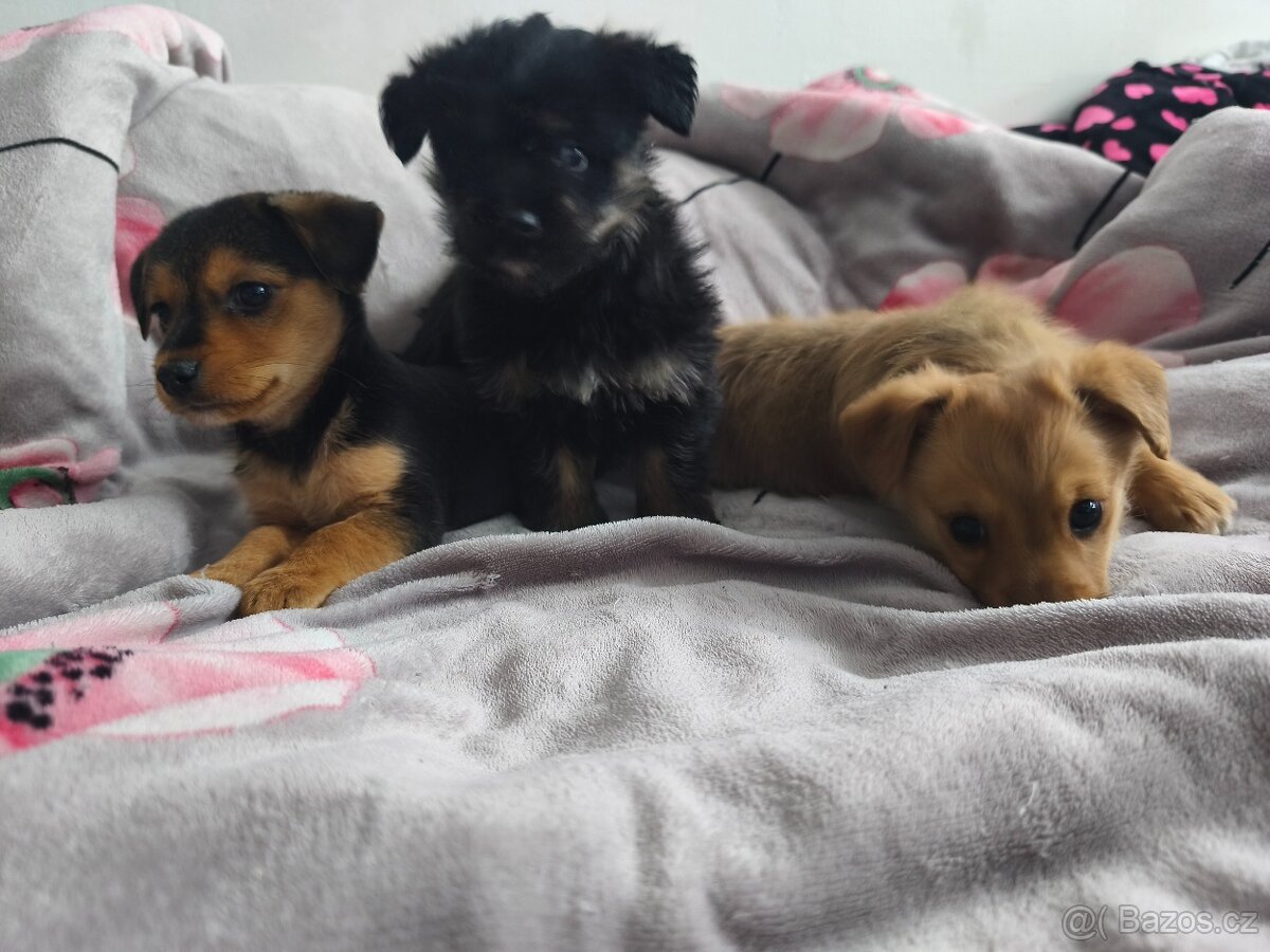 Jorkšírský teriér x pinč - 18