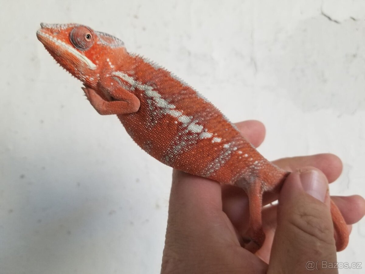 Chameleon pardáli Nosy be - 18