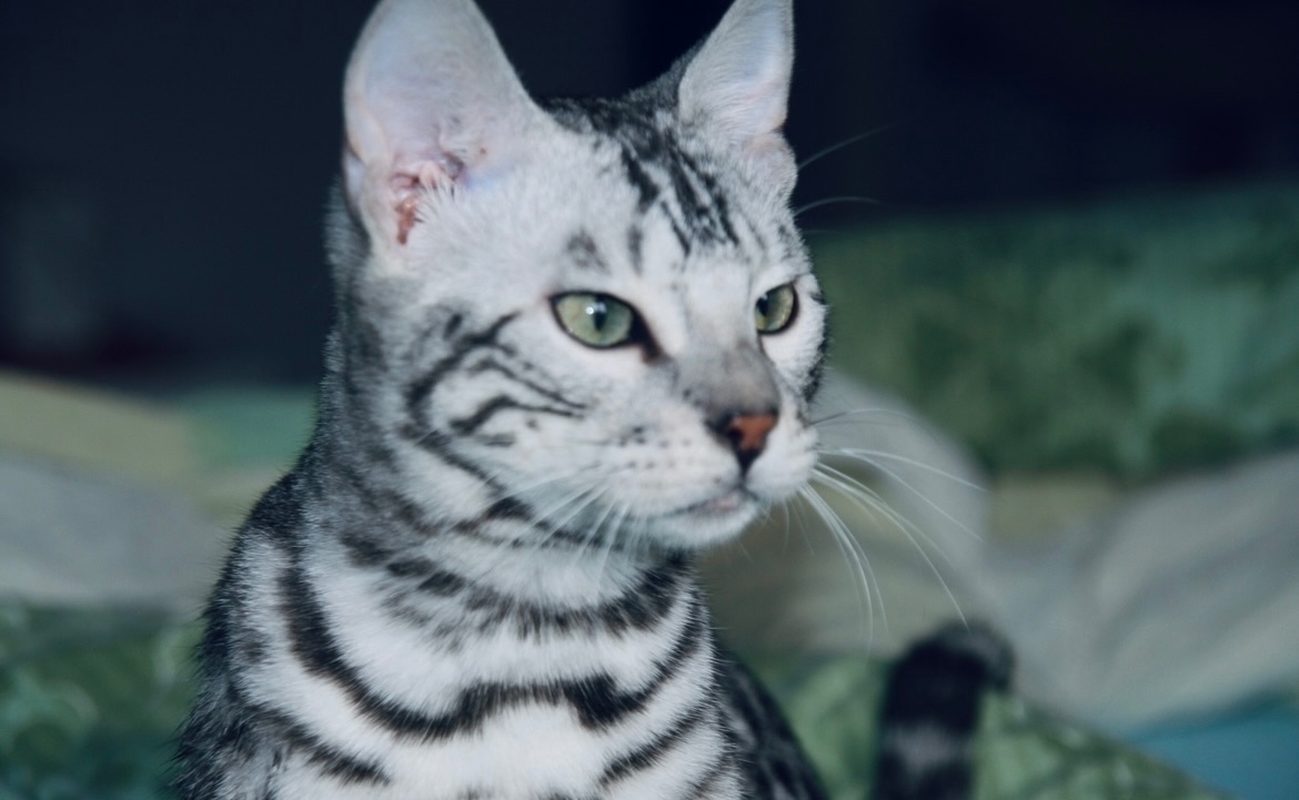 Bengálská kočka,bengálské kotě - 18