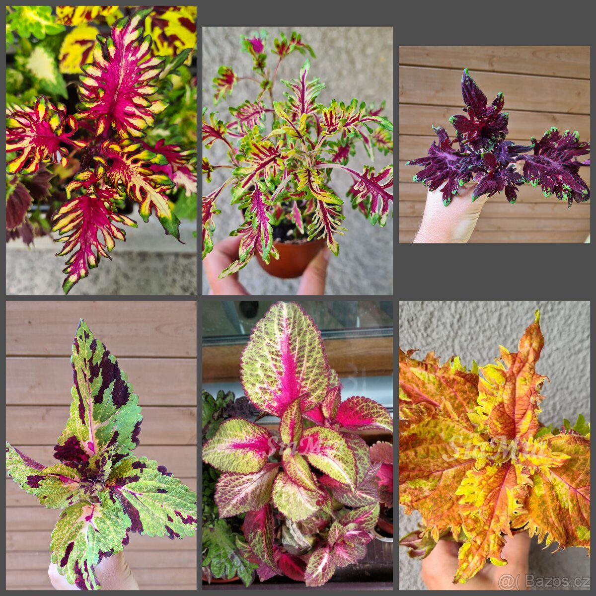 SEMENA Africká okrasná kopřiva Coleus - 18