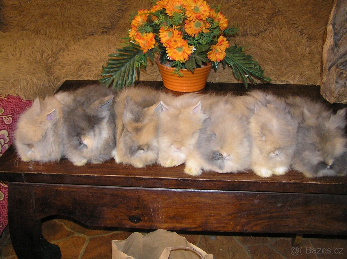 Teddy králíčci zakrslí dlouhosrstí - 18