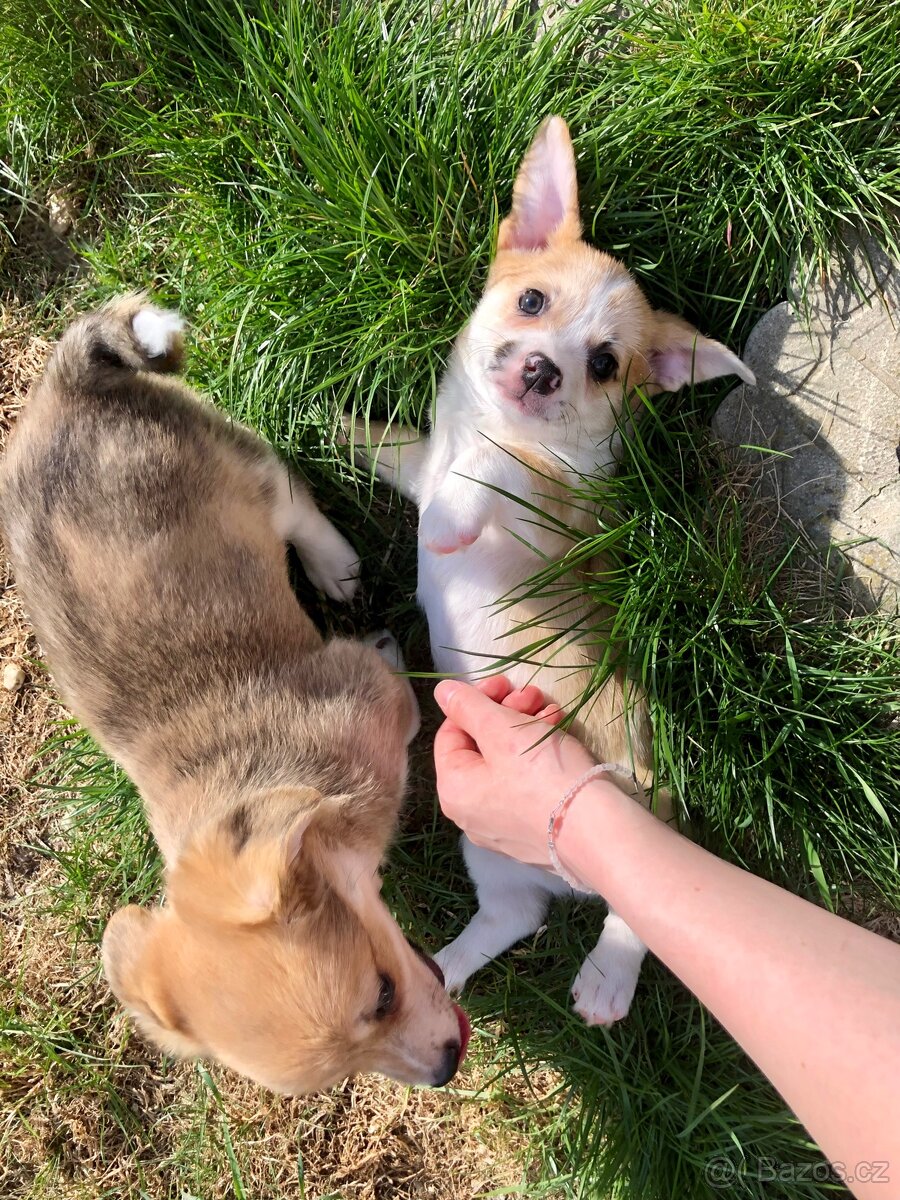 Štěně - kříženec - 18