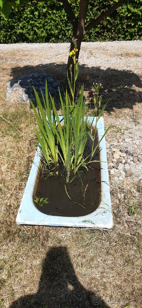 Semena vistárie a katalpy + stromky + vodní rostliny - 18