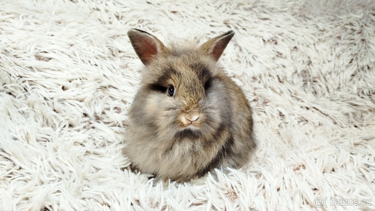 Zakrslý králík, králíček - HARRY - 18