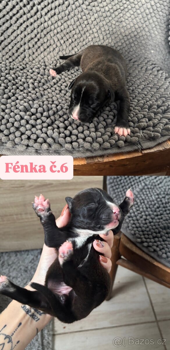 Americký stafordsirsky terier, Stafford, amstaf - 18