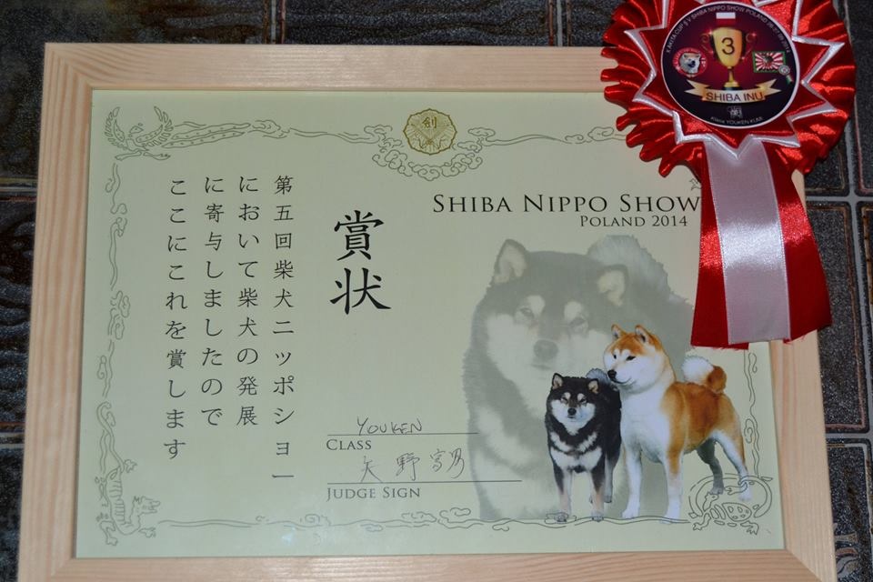 Shiba inu s PP /FCI / - 18