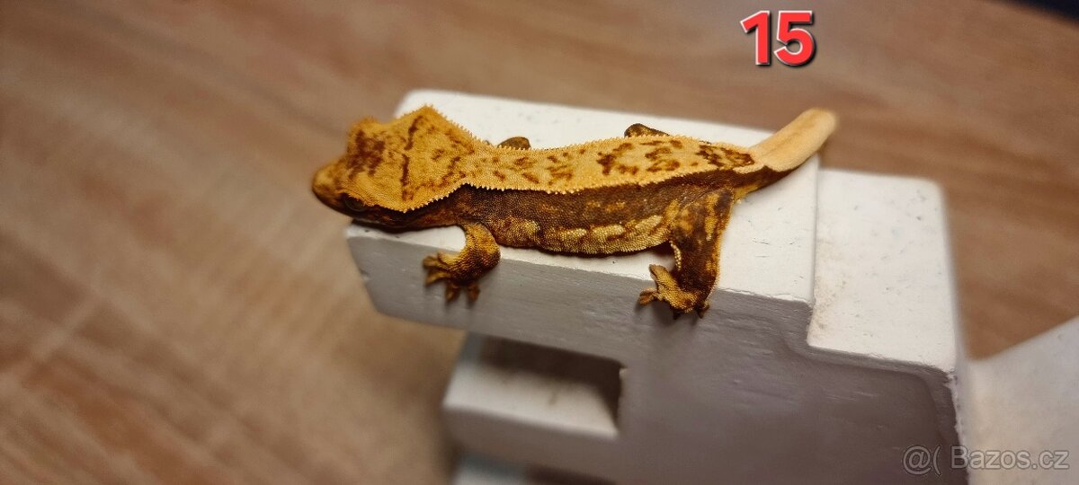 Pagekon řasnatý - 18