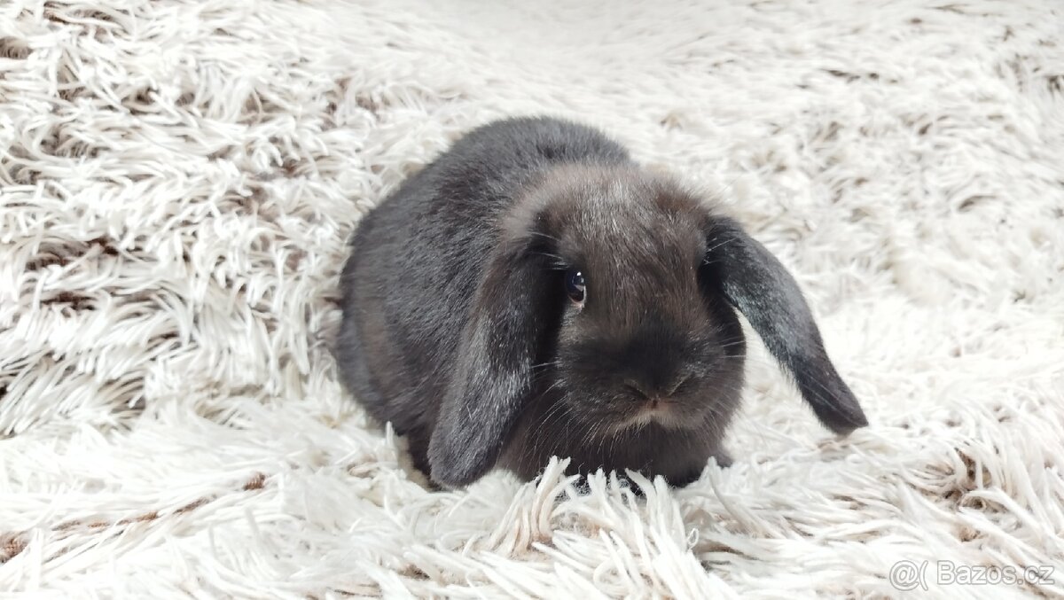 Zakrslý beránek, králíček, králík - BIBI - 18