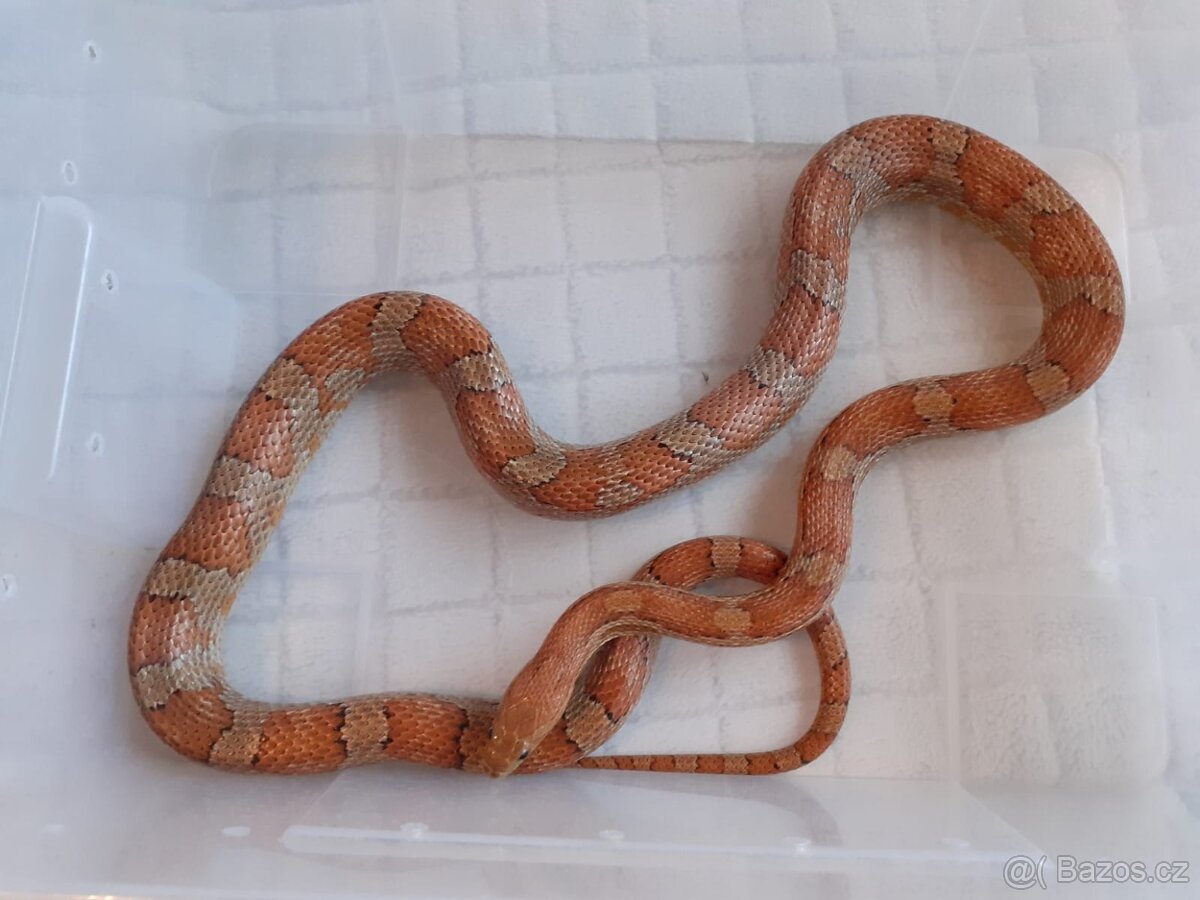 Užovky červené, krajta královská - 18