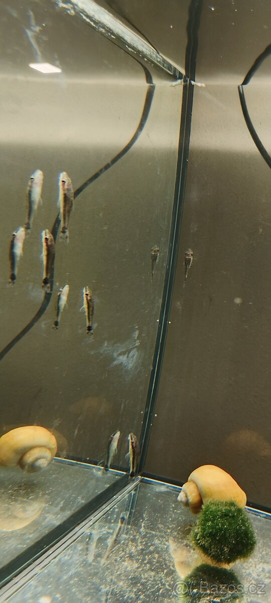 Krab mekong - 18