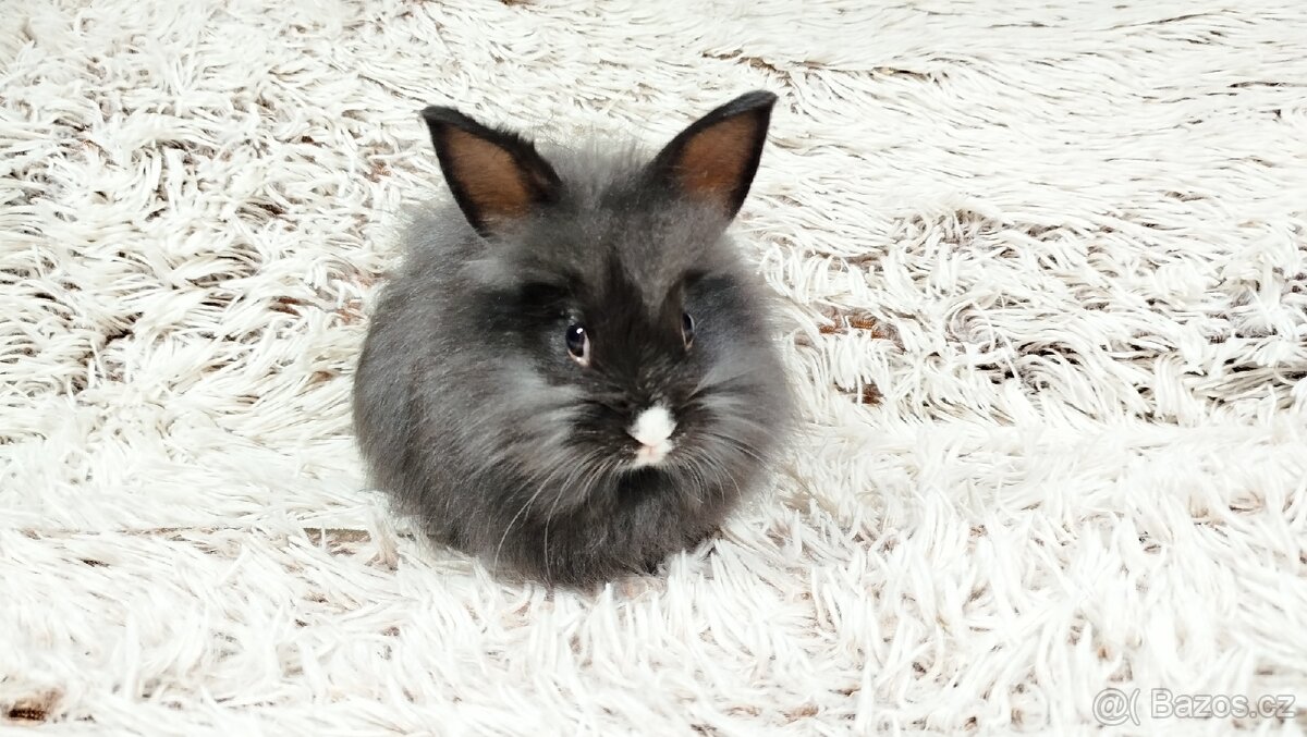 Zakrslý, králík, králíček - HOLLY - 18