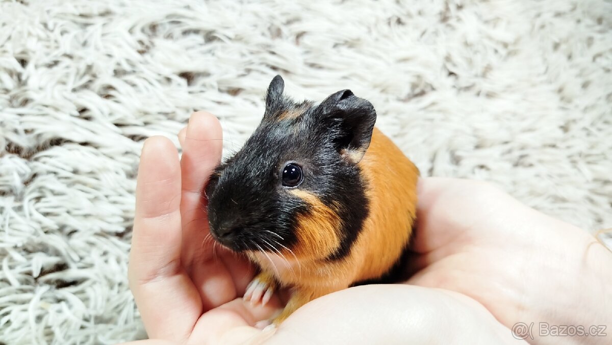 Morče, Morčata, Morčátko, Morčátka - JUSTÝNA A JESSIE - 18