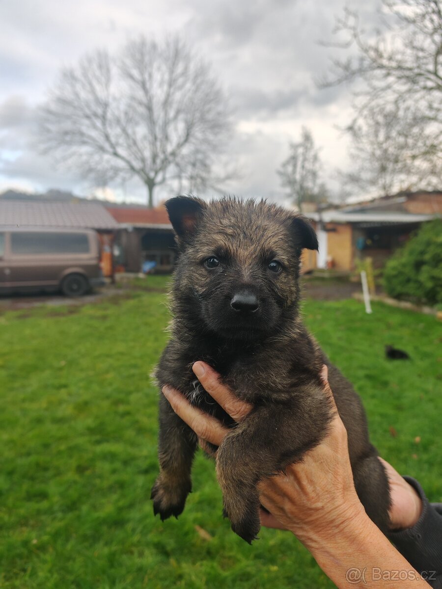 Německý ovčák s PP - 18
