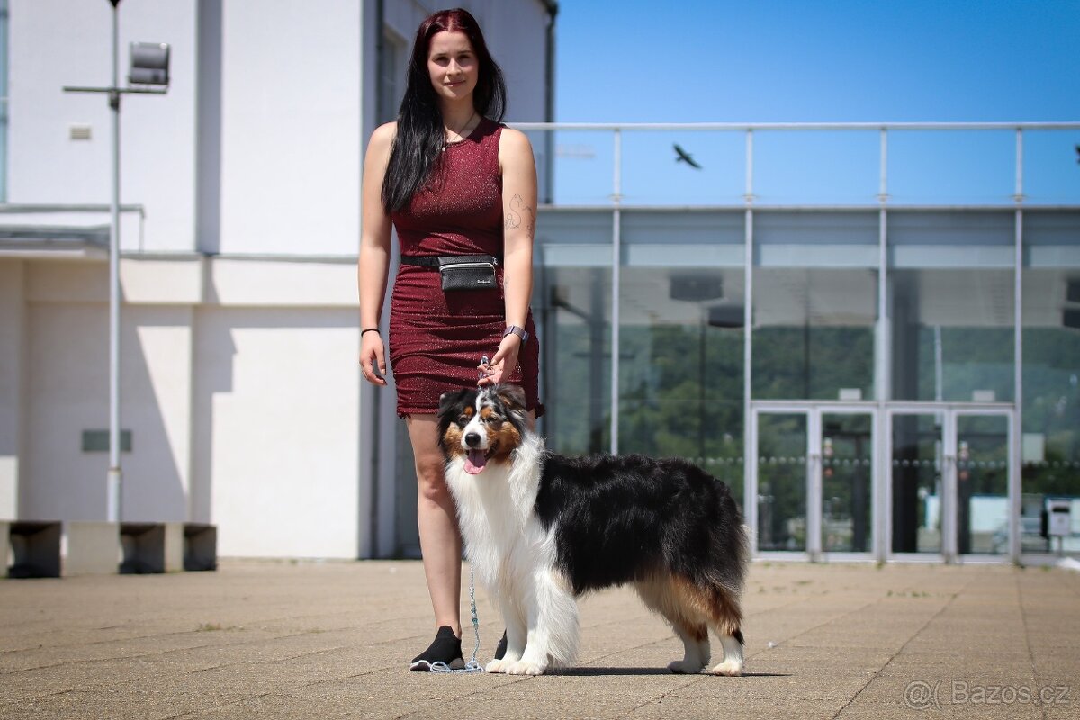 Australských ovčák s PP - 18