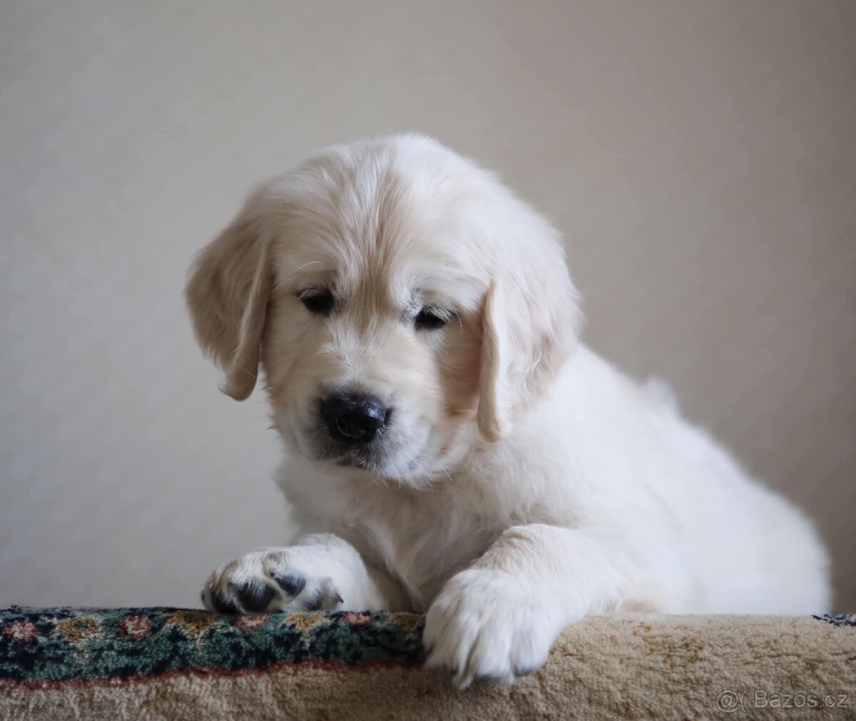 Zlatý Retrívr - 18