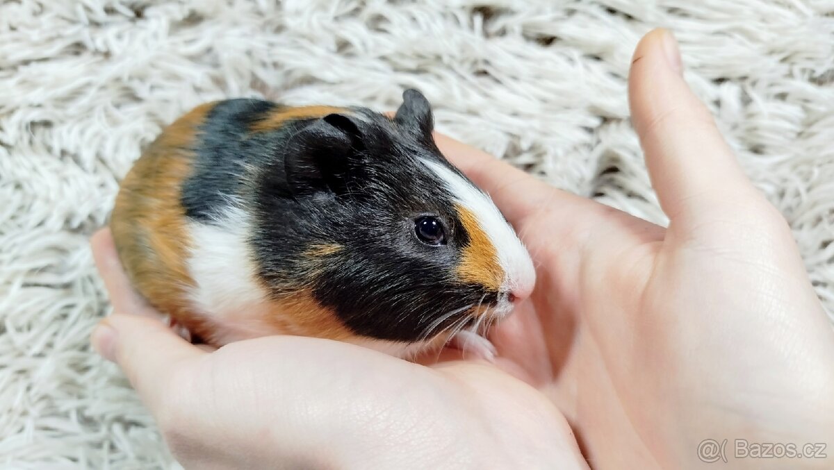 Morče, Morčata, Morčátko, Morčátka -JUSTÝNA A JESSIE - 18