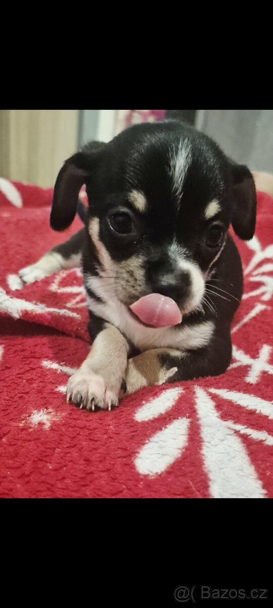 Čivava mini štěňata bez pp - 18